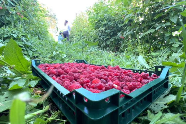 Muka na njivi! Ovo su iskustva ratara Mladena i Marinka