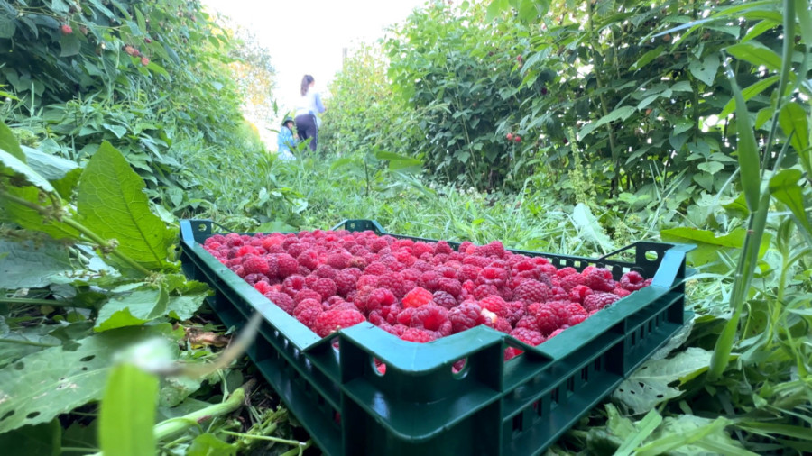 Bez dogovora o malini, ministar bi da se poveća cena