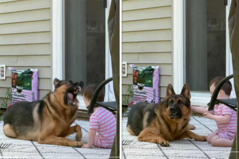 Šok video s TikToka: Igra dečaka i psa uzburkala javnost, snimak nije za one sa osetljivim stomakom (VIDEO)