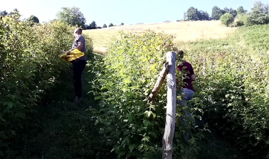 "Ljudi uzmu godišnji, pa na more, a ja u maline": Za dva dana uzme celu platu, ovaj 23-godišnjak objasnio kako se stiče u životu