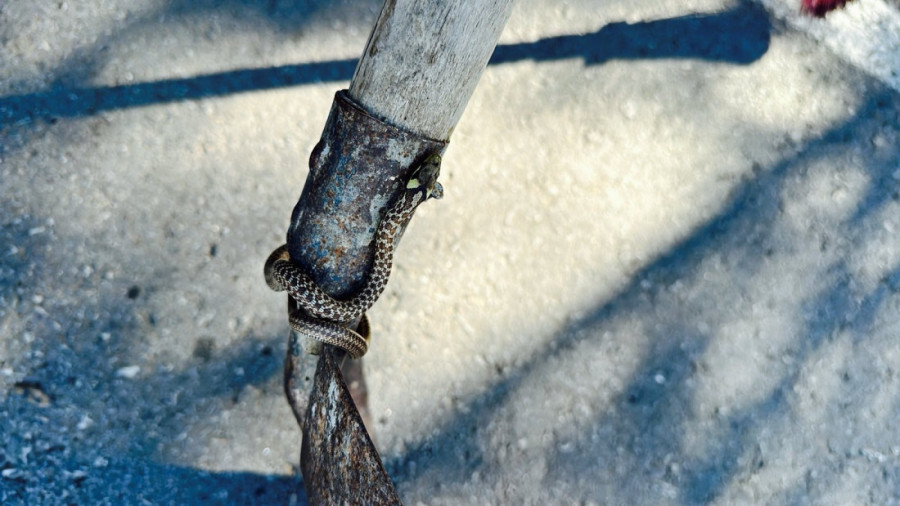 Pomislila da je deo kupaćeg, ugledala zmiju na vratu: Drama na kupalištu kod Gornjeg Milanovca