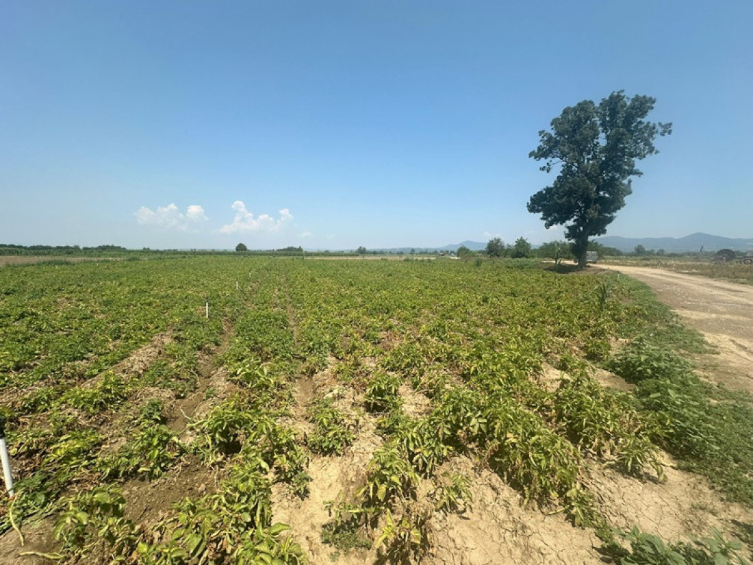 Dejan na 10 hektara posadio krompir: U vrelim danima na njivama neophodna zaštita od krompirovog moljca!