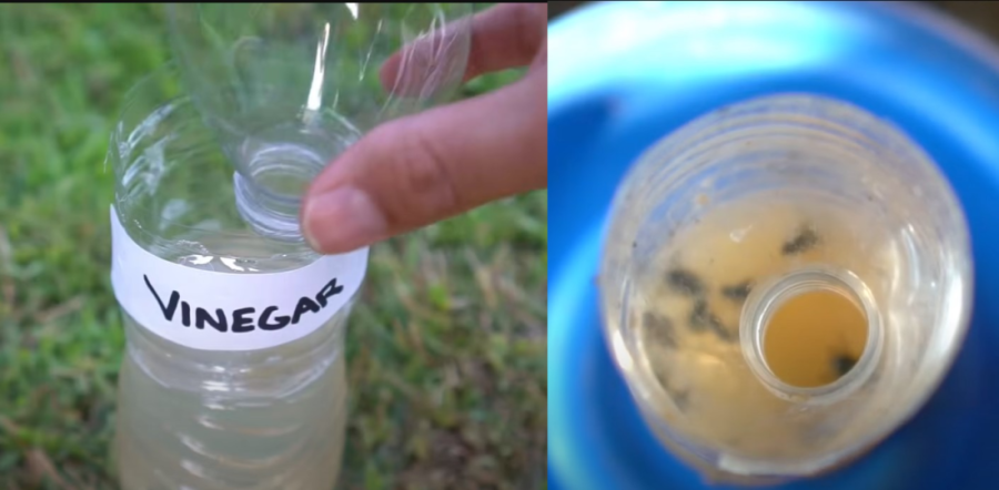 Recite zbogom muvama: Jednostavna i efektna zamka za insekte koja se pravi od četiri stvari koje imate u kući (VIDEO)