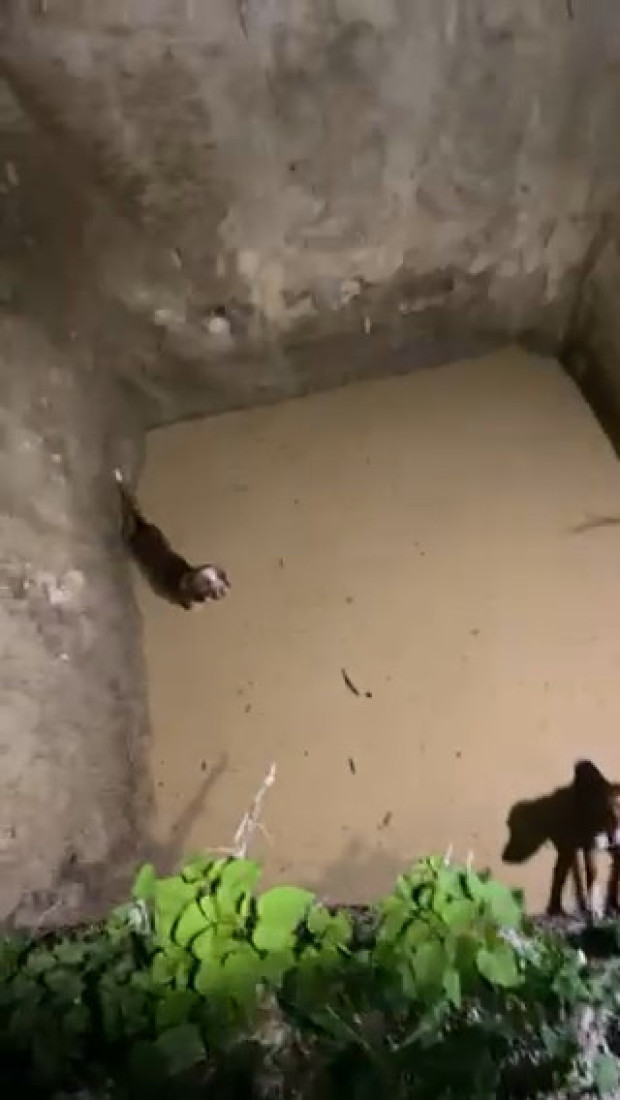 Pas upao u reku, vatrogasci ga spasli:  Pune ruke posla za Službu zaštite i spasavanja Bijelo Polje