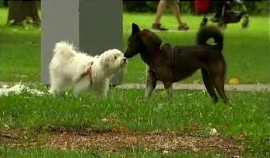 Da li su pojedine rase agresivne ili ih vlasnici nauče da budu takvi: Ko je kriv kad pas ubije čoveka?