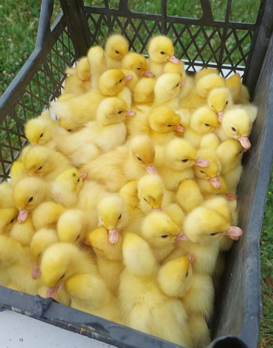 Boško ovo ni u najluđim snovima nije očekivao! Od 5 pataka dobio je 74 pačića i neverovatno - nijedno od njih nije ružno (FOTO)