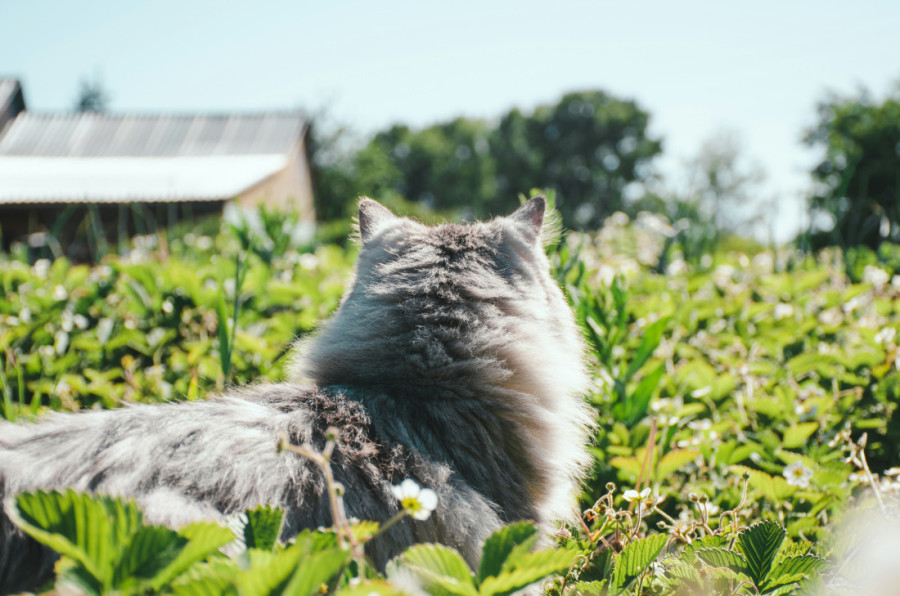 Mačke vam prave haos u dvorištu? Evo nekoliko jednostavnih i humanih načina da ih se rešite