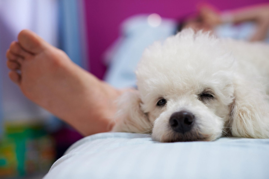 Zašto vaš pas obožava da spava s vama u krevetu? Tri razloga koja će vas raznežiti