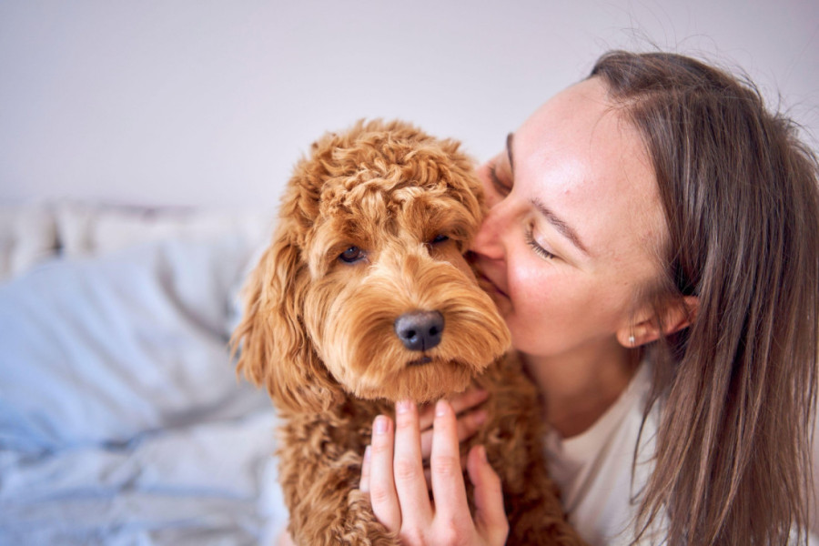 Mali zlatni heroj: Pas težak samo pet kilograma spasao porodicu iz požara