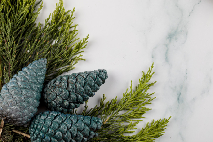 Ruski travari bi voleli da ovo znate: Sada se skupljaju borove šišarke za sirup koji čuda čini za razne tegobe