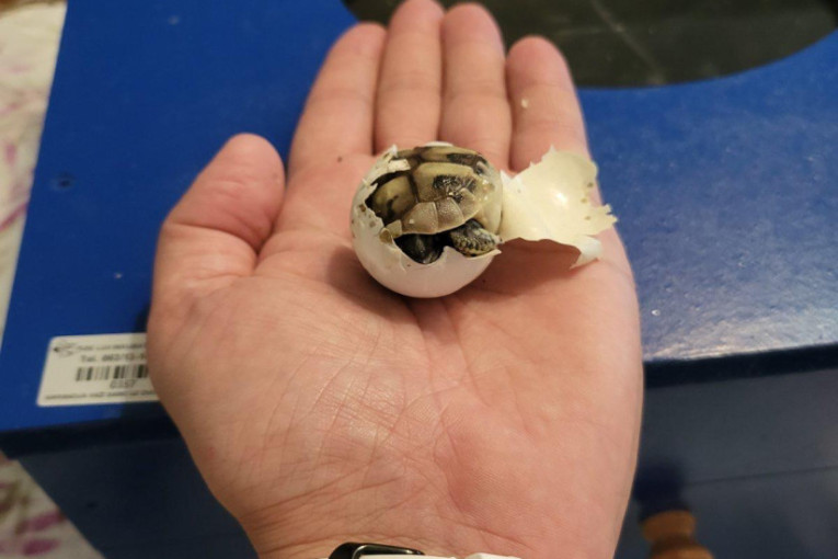 Nikola načinio nesvakidašji podvig, šumske kornjače stigle na svet u njegovom inkubatoru: "Ako nađemo jaja dinosaursa,..."