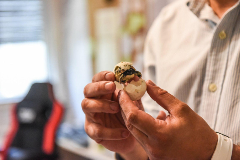 Nikola načinio nesvakidašji podvig, šumske kornjače stigle na svet u njegovom inkubatoru: "Ako nađemo jaja dinosaursa,..."