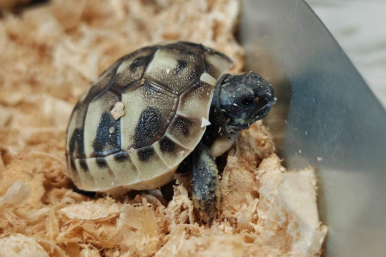 Nikola načinio nesvakidašji podvig, šumske kornjače stigle na svet u njegovom inkubatoru: "Ako nađemo jaja dinosaursa,..."