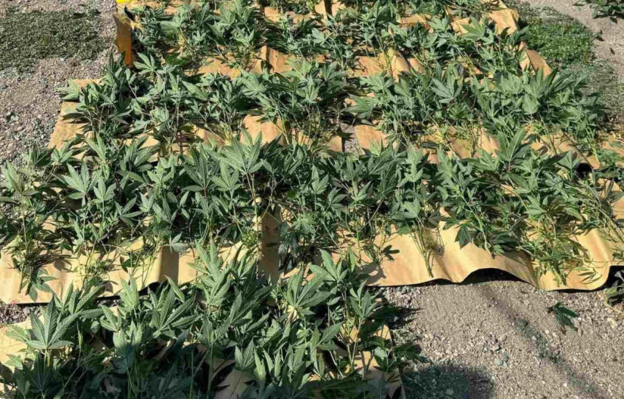 Laboratorija marihuane otkrivena u okolini Čačka: Zaplenjene stabljike, sasušene biljke i tablete!