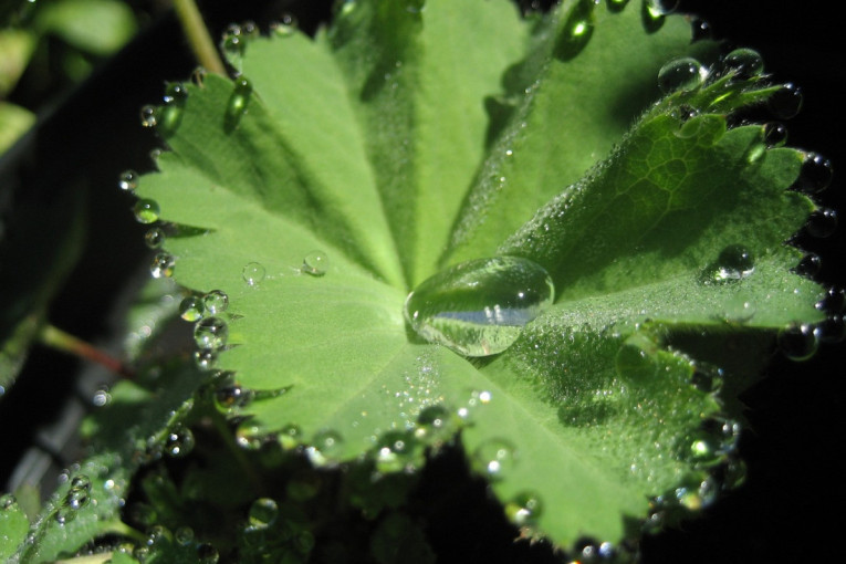 Čaj od ove zaboravljene lekovite biljke je pravi saveznik ženskog zdravlja