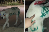 Snimak iz Jagodine zgrozio Srbiju! Tinejdžeri se iživljavali nad psom, išarali ga po celom telu (VIDEO)