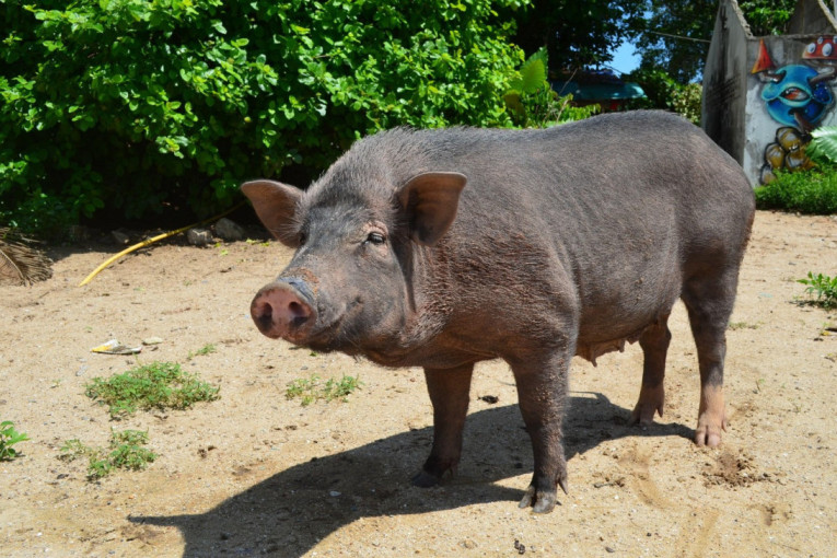Haos na tržištu stoke! Prasići skuplji, telad pojeftinila - farmeri na mukama!