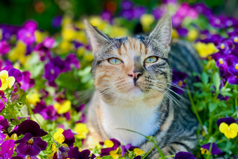 Zadržite mačkice nevaljalice podalje od svog cveća: Prirodna i bezbedna rešenja