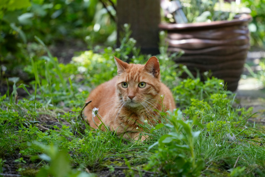 Ne dozvolite da vam mačke pretvore dvorište u lični toalet: Zaustavite ih uz nekoliko prirodnih metoda