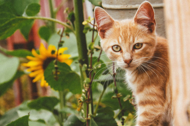 Zadržite mačkice nevaljalice podalje od svog cveća: Prirodna i bezbedna rešenja