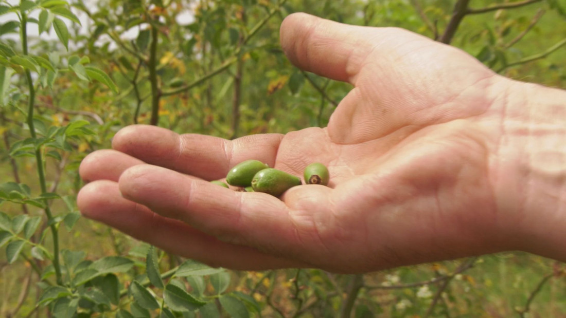Danko je danas novopazarski kralj šipurka: Godišnje proizvode tri tone ove biljke, a potom sve preradi i proda (FOTO)