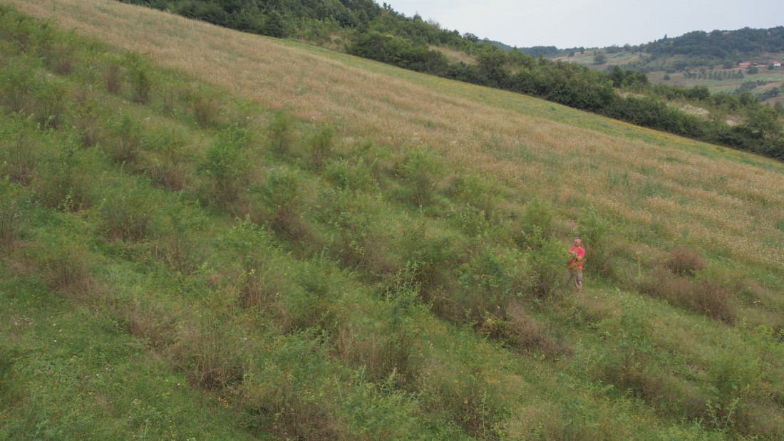Danko je danas novopazarski kralj šipurka: Godišnje proizvode tri tone ove biljke, a potom sve preradi i proda (FOTO)
