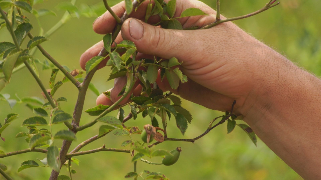 Danko je danas novopazarski kralj šipurka: Godišnje proizvode tri tone ove biljke, a potom sve preradi i proda (FOTO)
