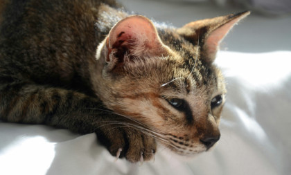 Mačka vas ignoriše posle kupanja ili odlaska kod veterinara? Ne brinite se, nije se naljutila