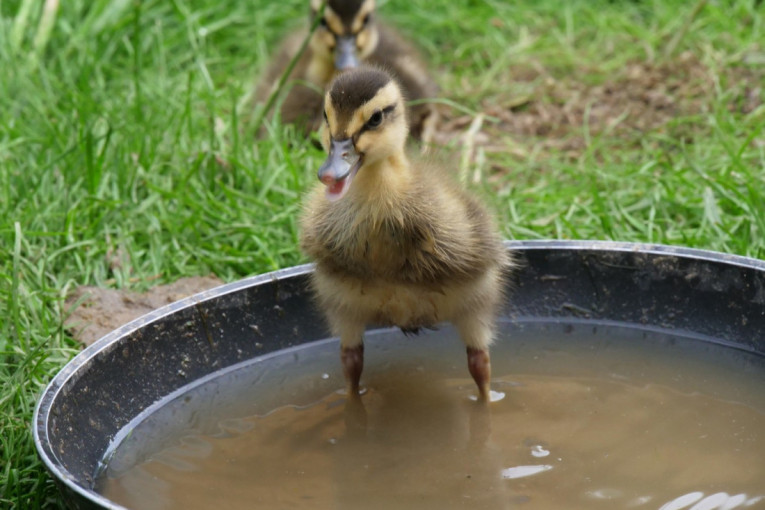 Nakon zlata u skejtbordu, njena želja iznenadila je sve: Arisa Trev tražila neobičan poklon