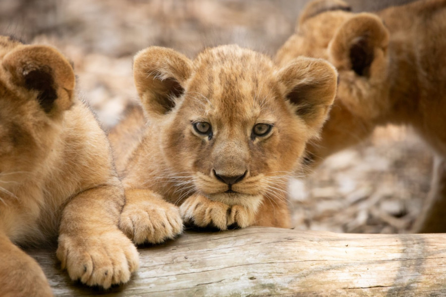 "Mufasa: Kralj lavova" stiže u domaće bioskope: Diznijev hit koji se ne propušta (FOTO/VIDEO)