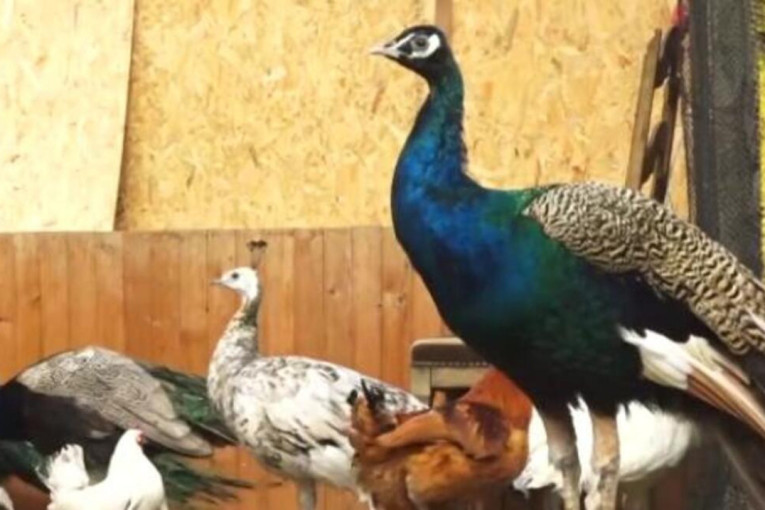 Šokantno: Zbog svađe sa komšinicom ubio i pojeo paunove