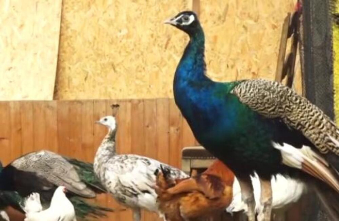 Teretni brod pod holandskom zastavom pogođen i zapaljen u Adenskom zalivu