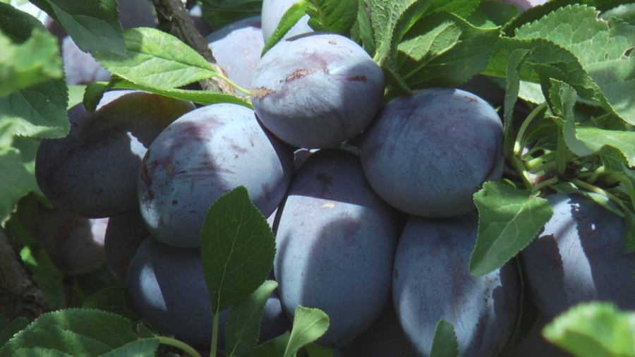 Vrhunski rod na Kablaru: Milan očekuje 250 tona šljive, sve ide u rakiju! (FOTO)