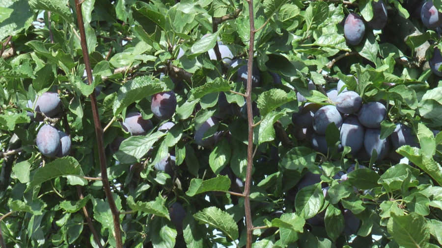 Vrhunski rod na Kablaru: Milan očekuje 250 tona šljive, sve ide u rakiju! (FOTO)