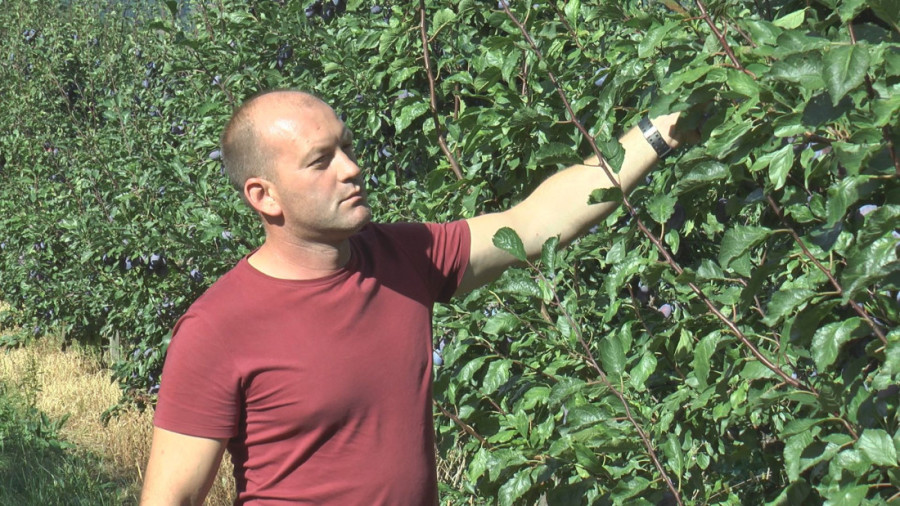 Vrhunski rod na Kablaru: Milan očekuje 250 tona šljive, sve ide u rakiju! (FOTO)