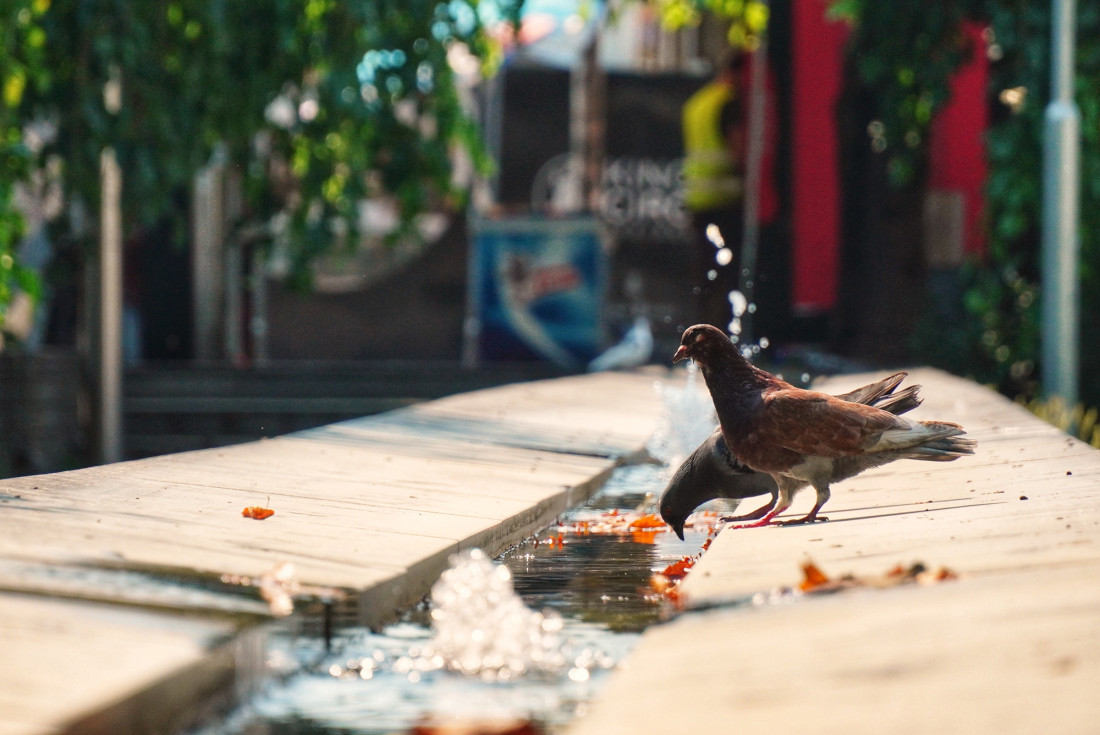 Još jedan tropski dan pred nama: Danas do 41 stepen