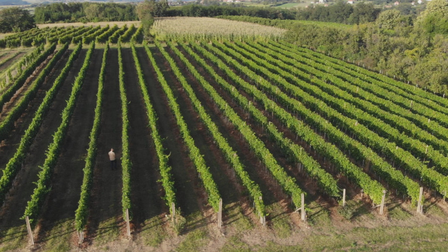 Nemanja ide stopama svog pradede: U rodnom selu ima vinograd za ponos, a vina pravi isključivo po tradiocionalnoj recepturi predaka (FOTO)