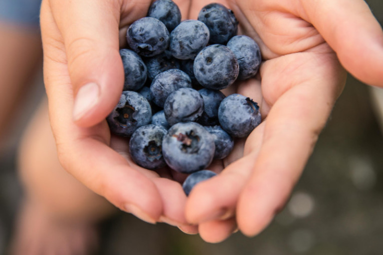 Borovnica skuplja od maline, proizvođači zadovoljni