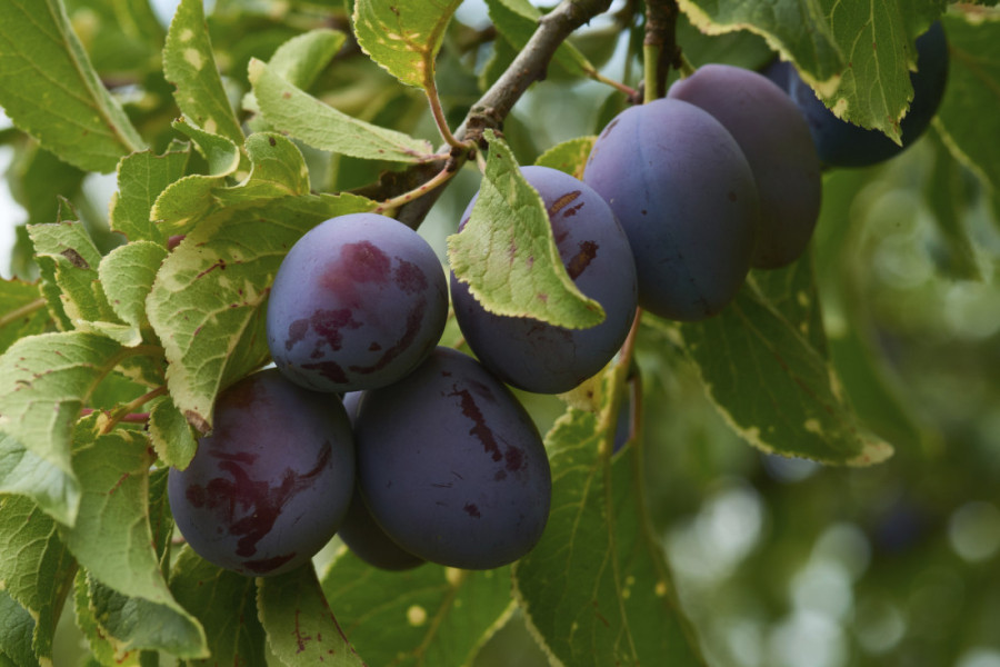 Vanredno situacija u Srbiji! Ova opština ugrožena!