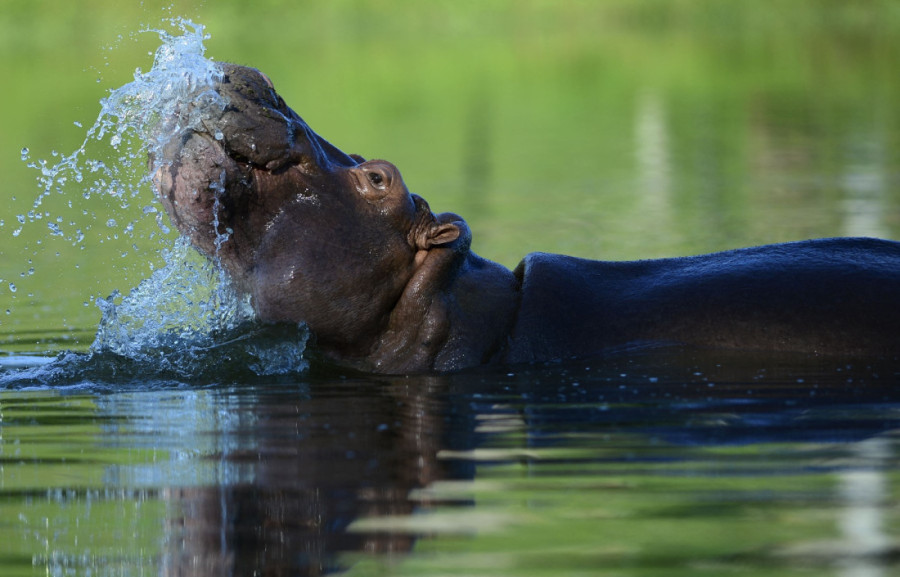„Nilski konj me je celog progutao, zdrobio mi je grudi i izgrizao ruku“: Imao je 40 ugriza i preživeo nemoguće