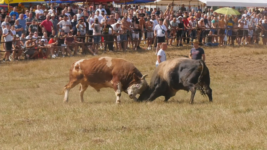 Ovo je jedinstvena volovska korida u Evropi: Na Manjači najsnažniji bikovi ukrštaju rogove - grdosija Gavran ove godine je pobednik (FOTO)