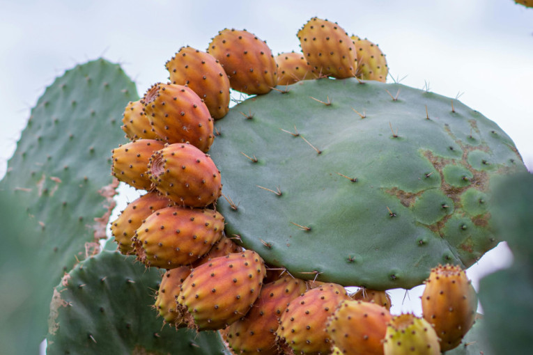 Egzotika preplavila srpske pijace: Stigli su plodovi kakve niste videli, a ni probali - sada imate priliku za to