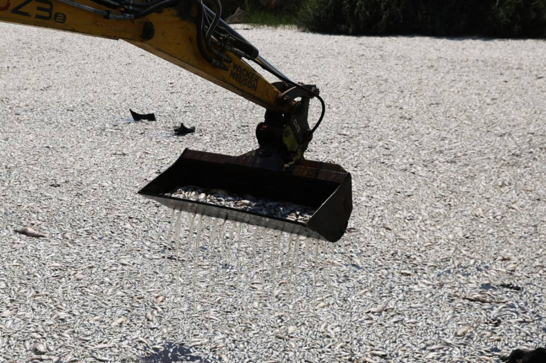 Ekološka katastrofa! U Volosu proglašeno vanredno stanje zbog masovnog pomora ribe