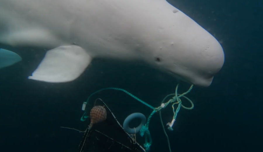 Tuga: Kit Hvaldimir nije upucan, uzrok smrti štap zaboden u usta!