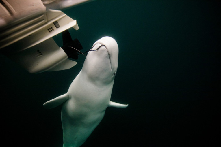 Ruski "kit špijun" je ubijen? Na njegovom telu pronađena rana od metka