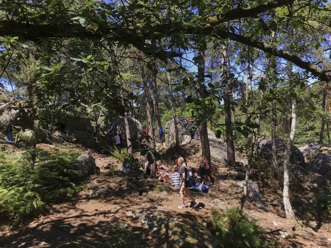 Sadimo za budućnost, čuvamo za potomke: Upola veći plan pošumljavanja u Srbiji!