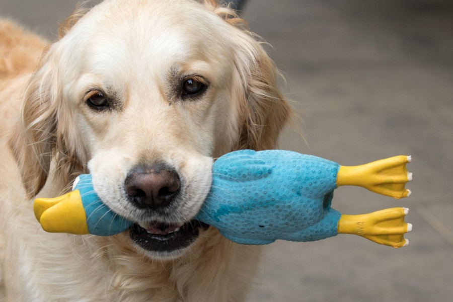 Zašto se neki psi vezuju za jednu igračku i nose je svuda sa sobom?