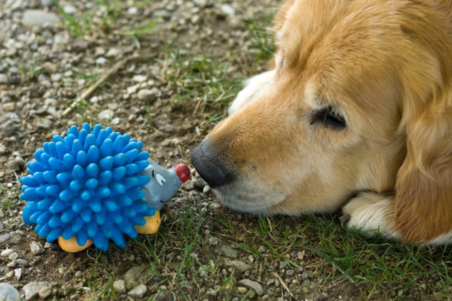 Greška koja vas može skupo koštati: Ovaj predmet je leglo zaraze zbog koje se možete razboleti i vi i vaš pas