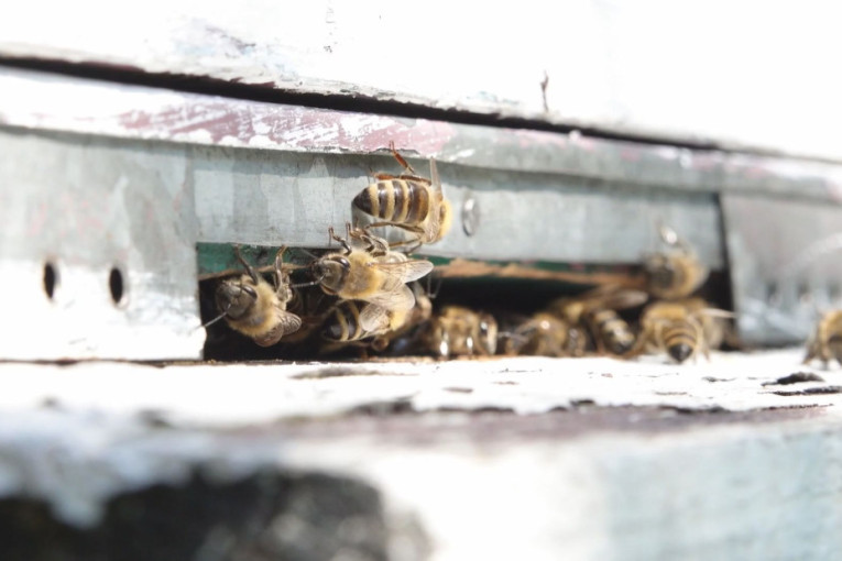 Pčele nestaju, roboti stupaju na scenu: Naučnici testiraju veštačke pčele