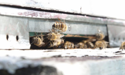 Pčele nestaju, roboti stupaju na scenu: Naučnici testiraju veštačke oprašivače